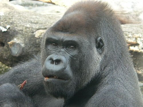 Gorilla mangia bacche nel suo habitat
