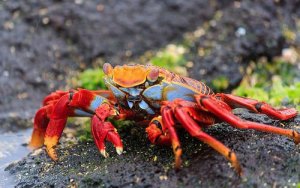 Cosa sono i crostacei?