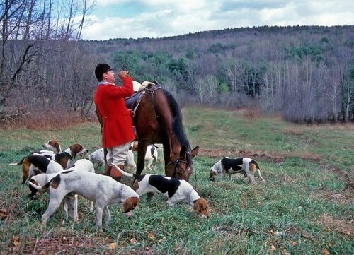 un gruppo di cani con un cacciatore di volpi a cavallo
