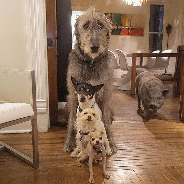 un gruppo di cani domestici in un salone in fila
