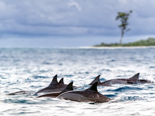 Gruppo di delfini nuota nel mare