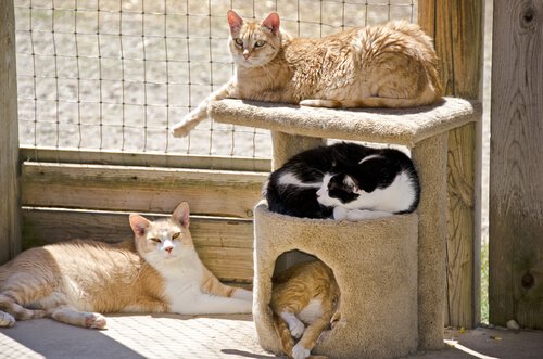 un gruppo di gatti in un rifugio su un tiragraffi