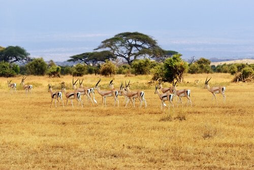 un gruppo di gazzelle al pascolo nel Serengeti