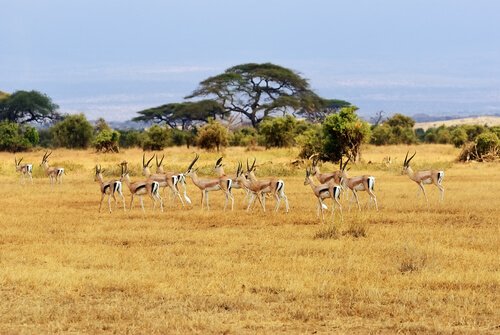 un gruppo di gazzelle al pascolo nel Serengeti