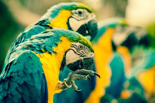 Gruppo di pappagalli adulti della specie ara gialli e blu