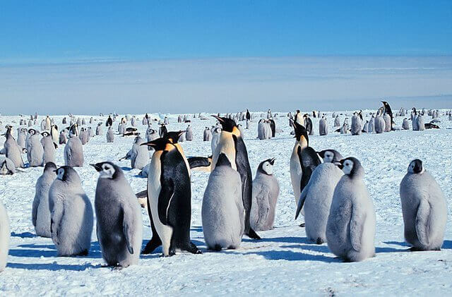 un gruppo di pinguini dell'antartide al sole