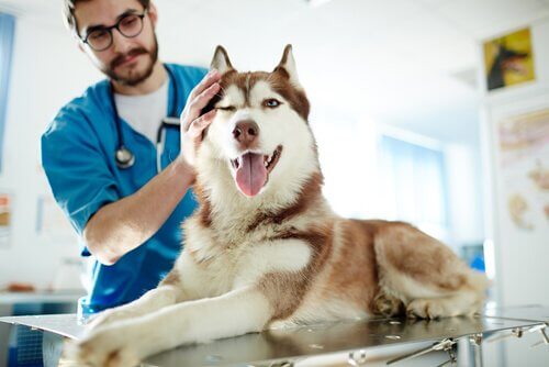 un husky marrone visitato da un veterinario con barba e occhiali