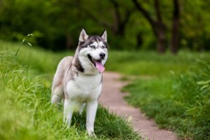 Come funziona la chirurgia della cataratta nei cani?