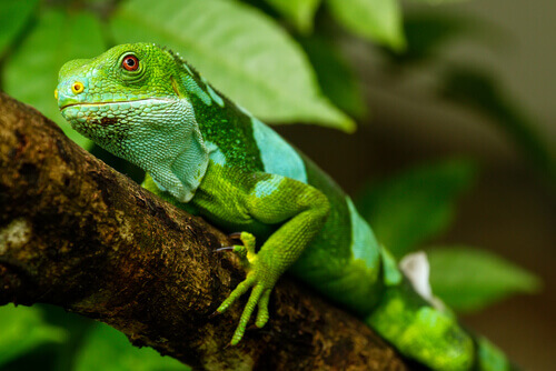 iguana verde chiaro riposa appoggiata su un ramo