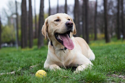 un labrador riposa sull'erba con una palla accanto