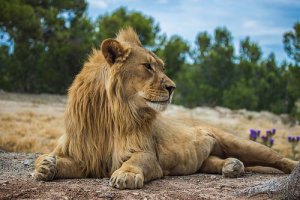 Gli animali come simboli