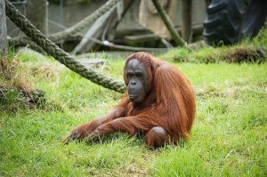 E se l'uomo non discendesse dalle scimmie?