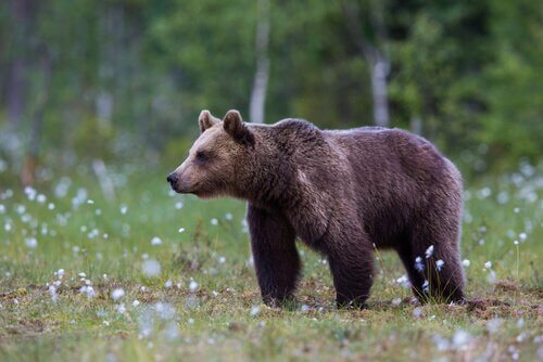 un orso bruno in un prato fiorito