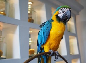Psittacosi nei pappagalli: cause, sintomi e cure