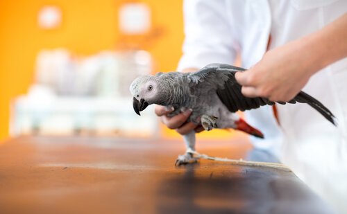 un pappagallo grigio con problemi a un'ala dal veterinario