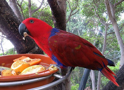 un pappagallo variopinto mangia delle arance all'aperto