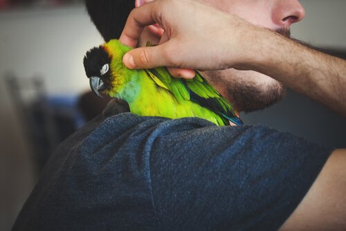 un pappagallo verde con psittacosi abbracciato dal padrone