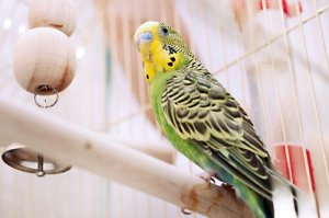 5 malattie tipiche degli uccelli in gabbia