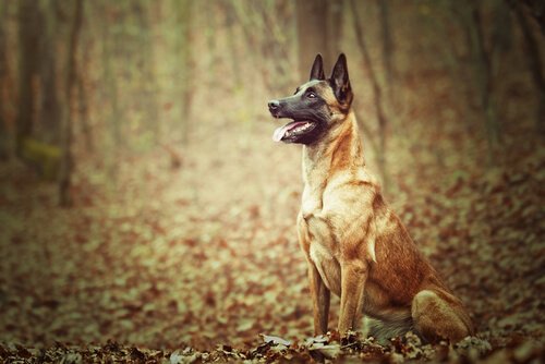 un pastore belga Malinois seduto sulle foglie di un bosco
