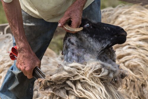 un pastore tosa una pecora