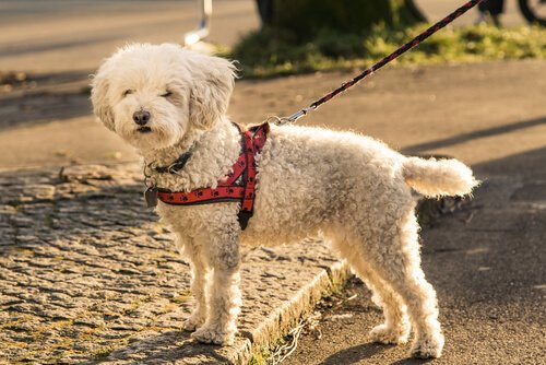 un piccolo barboncino con imbracatura per cani
