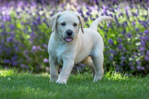 cucciolo di Labrador in un prato di lavanda