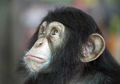 un piccolo di scimpanzè con lo sguardo quasi umano
