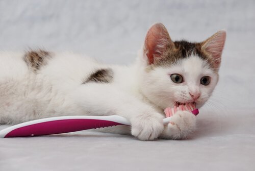 un piccolo gatto morde la testa di uno spazzolino