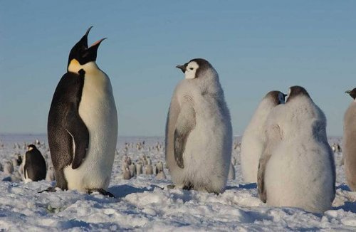 un pinguino adulto circondato da alcuni pinguini giovani