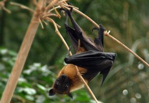 I pipistrelli sono pericolosi per le persone?
