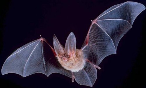 un pipistrello vola di notte con le ali aperte