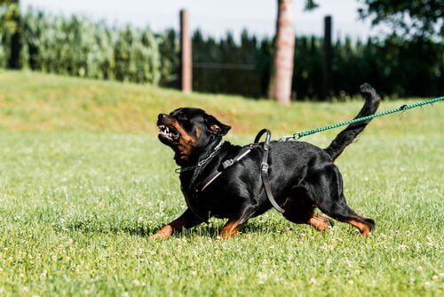Tutto sull'addestramento dei cani da difesa