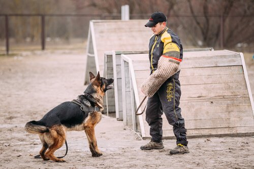 un poliziotto addestra un pastore tedesco da guardia