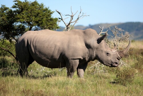 un rinosceronte maschio controlla il suo territorio in Africa