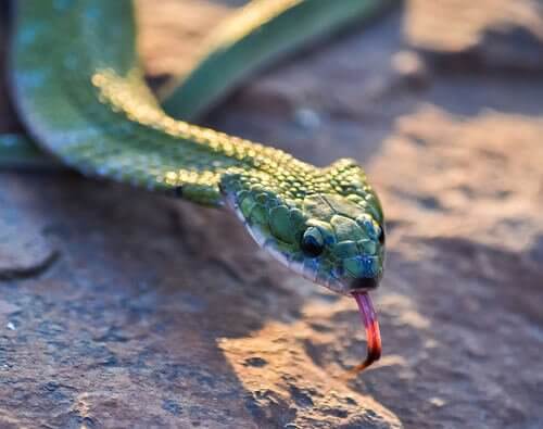 un serpente verde dalla testa triangolare che sibila