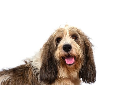 un Grand Basset Griffon Vendeen con la lingua di fuori