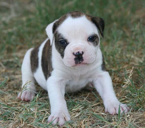 cucciolo di bulldog americano
