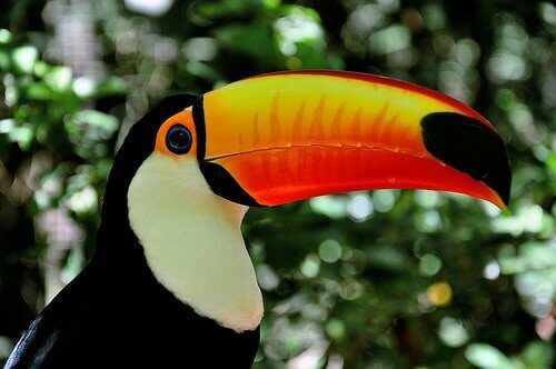 un tucano di profilo nella foresta amazzonica