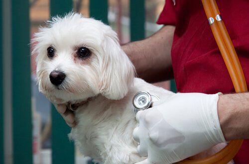 un veterinario ausculta il cuore di un cane maltese