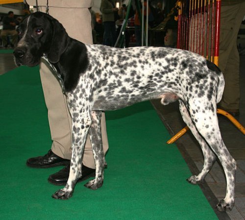 un Bracco blu d'Auvergne durante una mostra canina