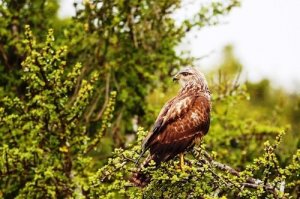 Poiana comune: caratteristiche, comportamento e habitat