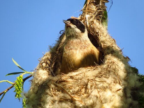 Come fanno gli uccelli a costruire un nido?
