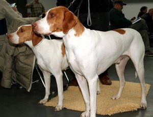 Bracco Saint Germain, il più elegante dei cani francesi