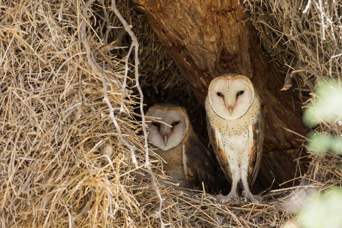 una coppia di barbagianni nel loro nido