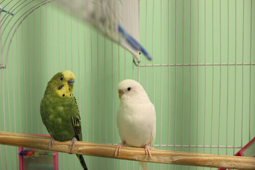 Coppia di pappagalli nella gabbia