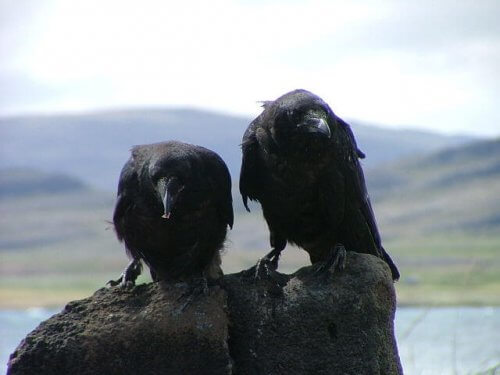 una coppia di corvi scruta l'orizzonte dall'alto