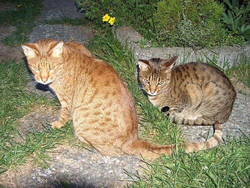 una coppia di gatti ocicat riposano sull'erba