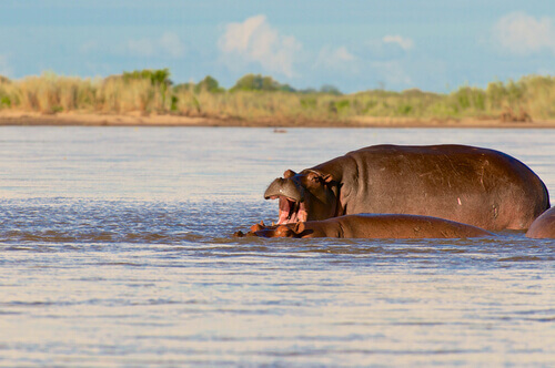 una coppia di ippopotami nuota assieme