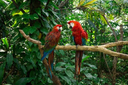 una coppia di pappagalli ara nella giungla