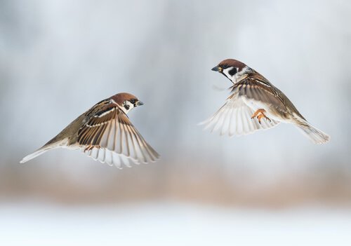 una coppia di uccelli innamorati volano assieme